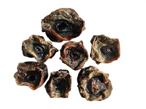 Стволовидная железа 1727